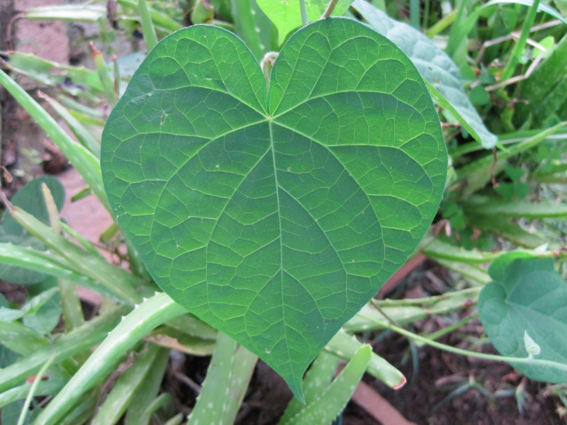 心脏形牵牛花叶子图片