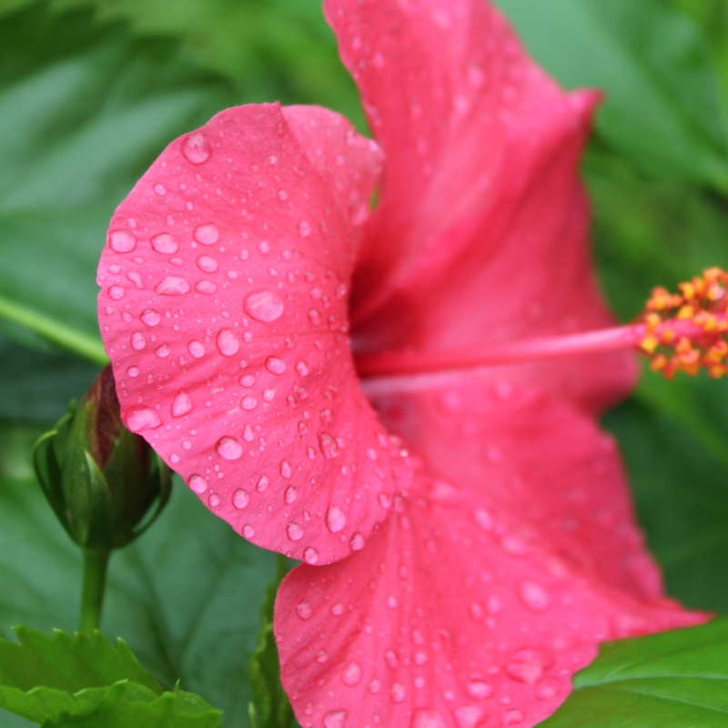 雨后的朱瑾花圖片