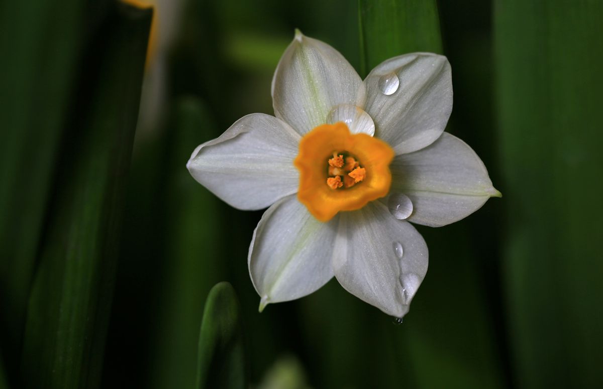 春节三宝之一的水仙花图片