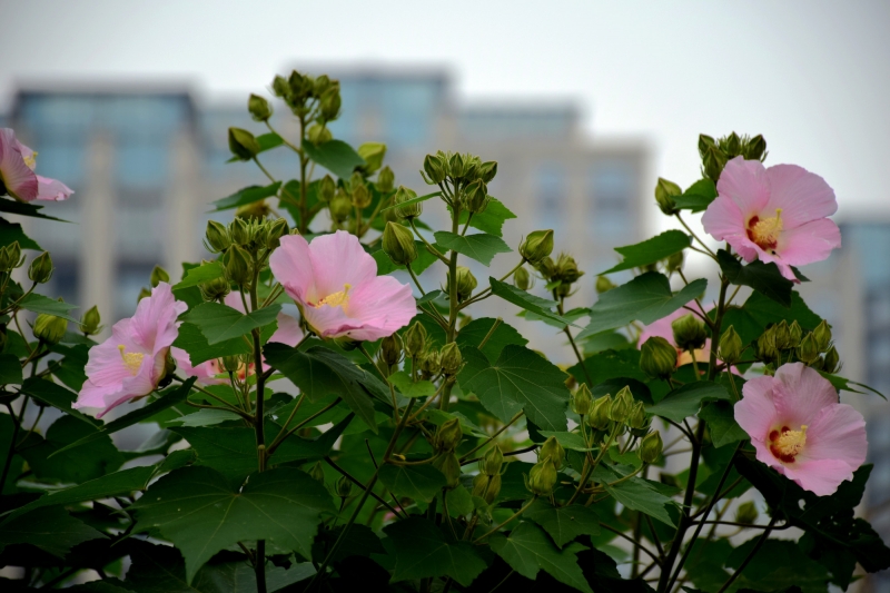 粉色木芙蓉圖片