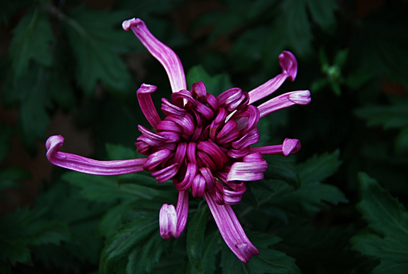紫色菊花的图片