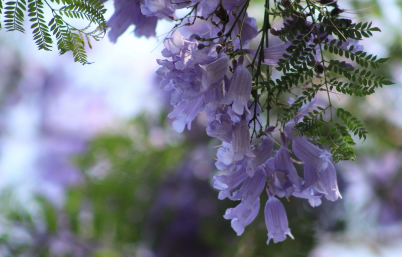 紫色浪漫的藍(lán)花楹圖片