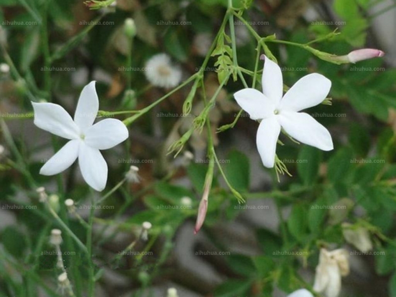 素馨花圖片