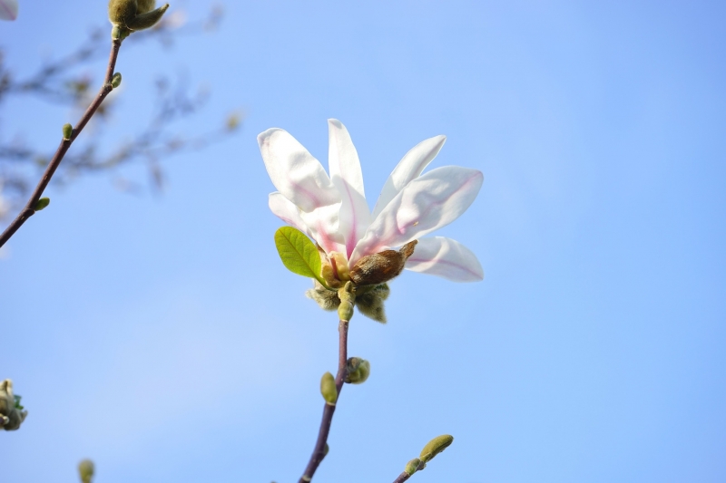 玉兰花的图片