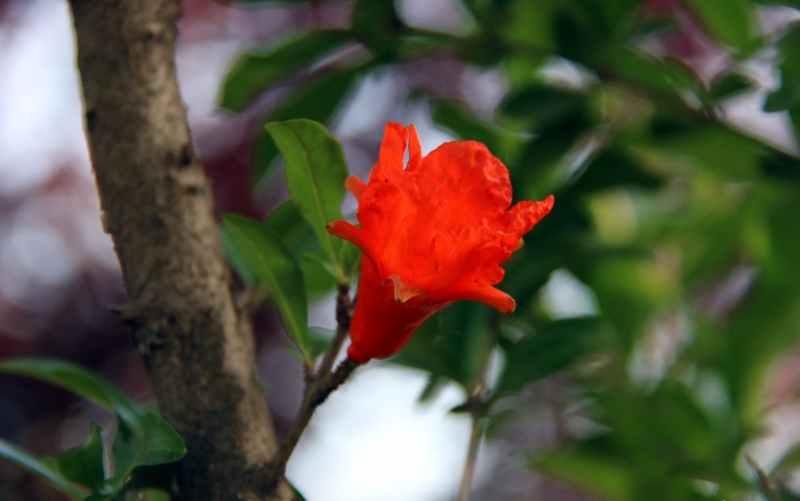 石榴花图片