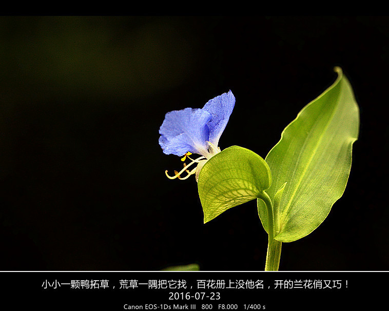 鸭拓草开花图片