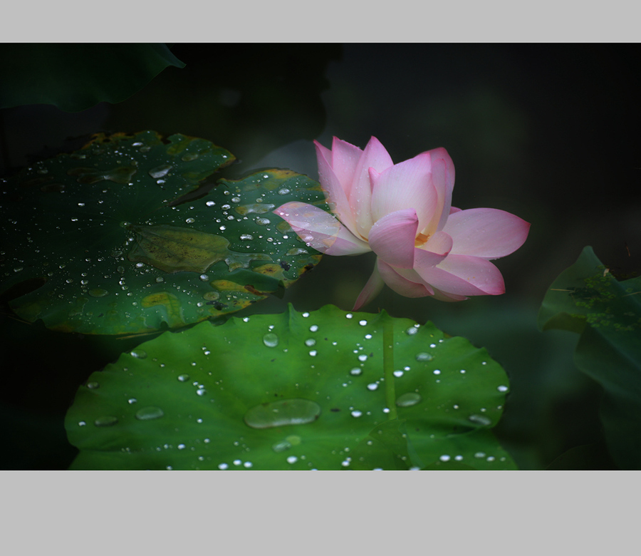 大雨过后的荷花图片