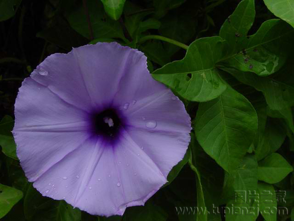 紫色的喇叭花图片