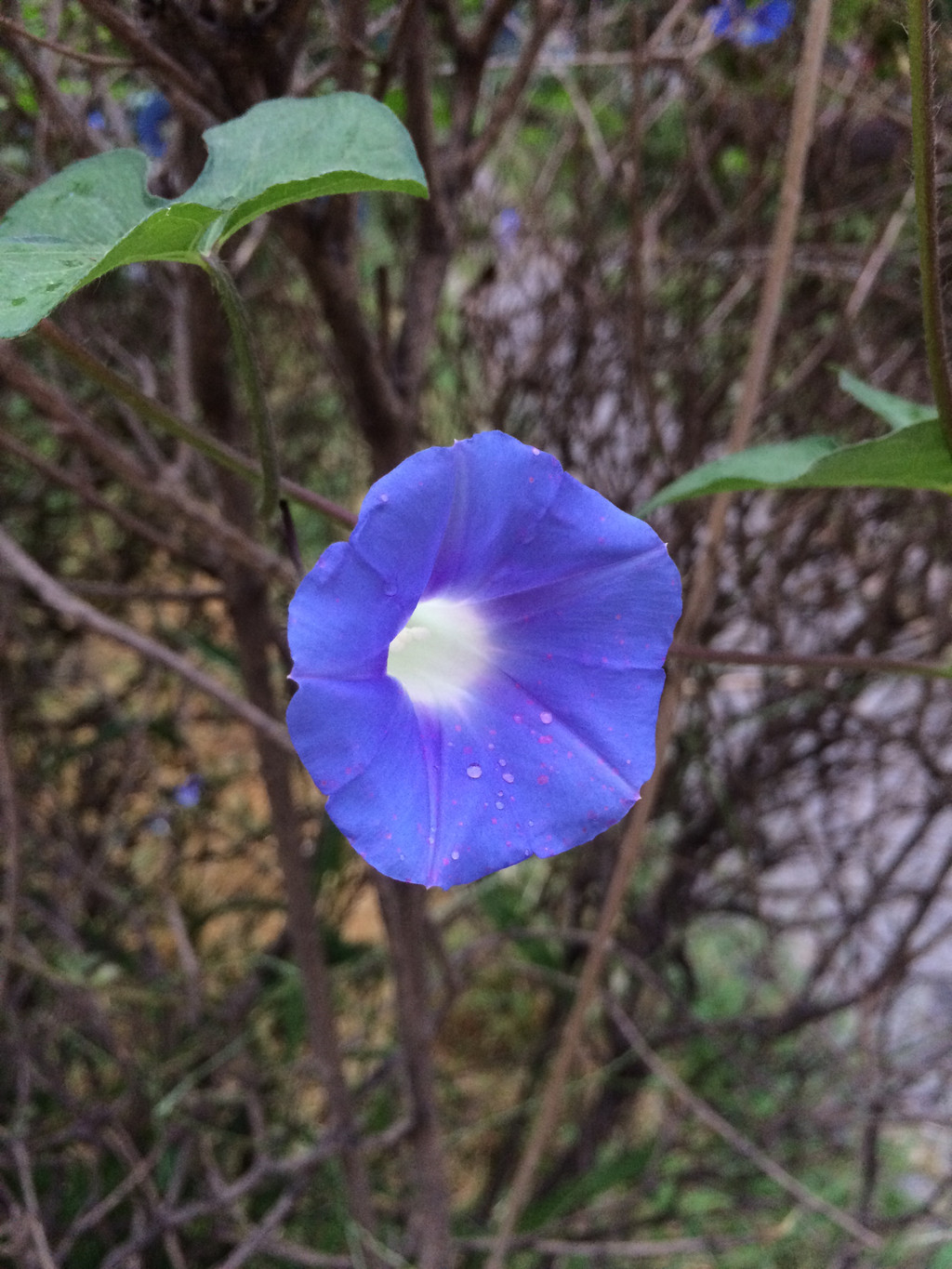 带着雨露的蓝色喇叭花