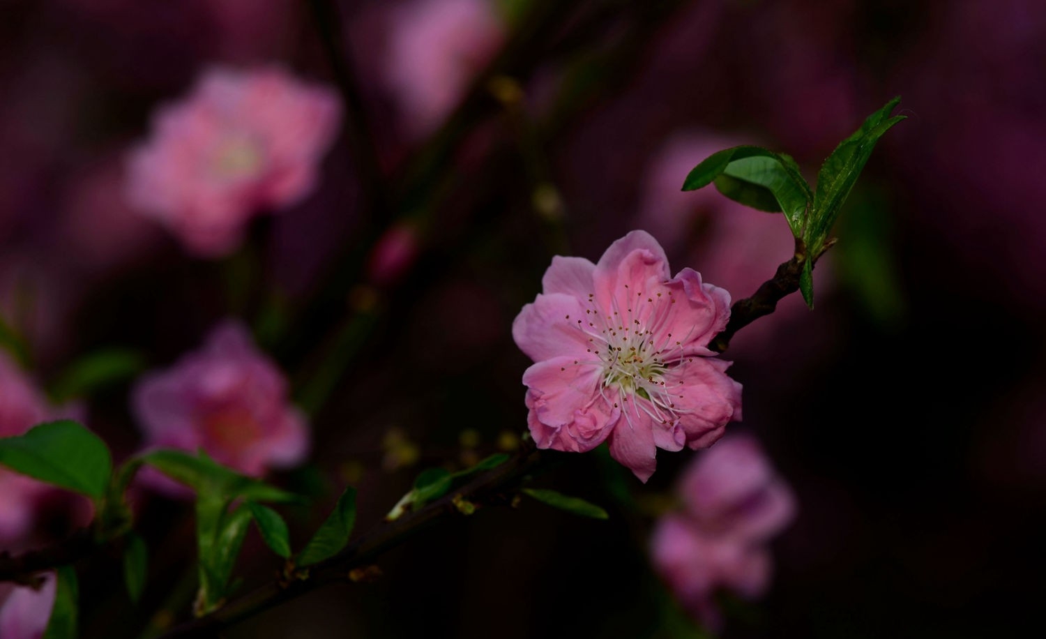 粉红色的记忆桃花