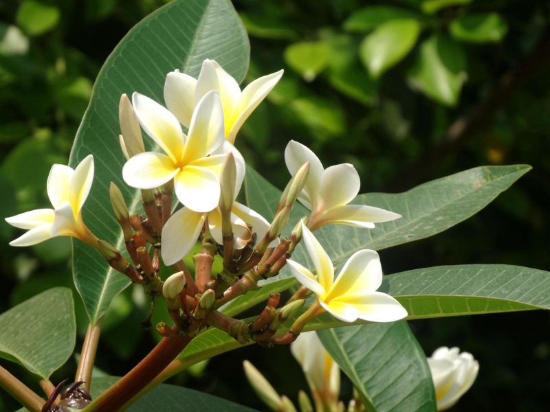 雞蛋花圖片