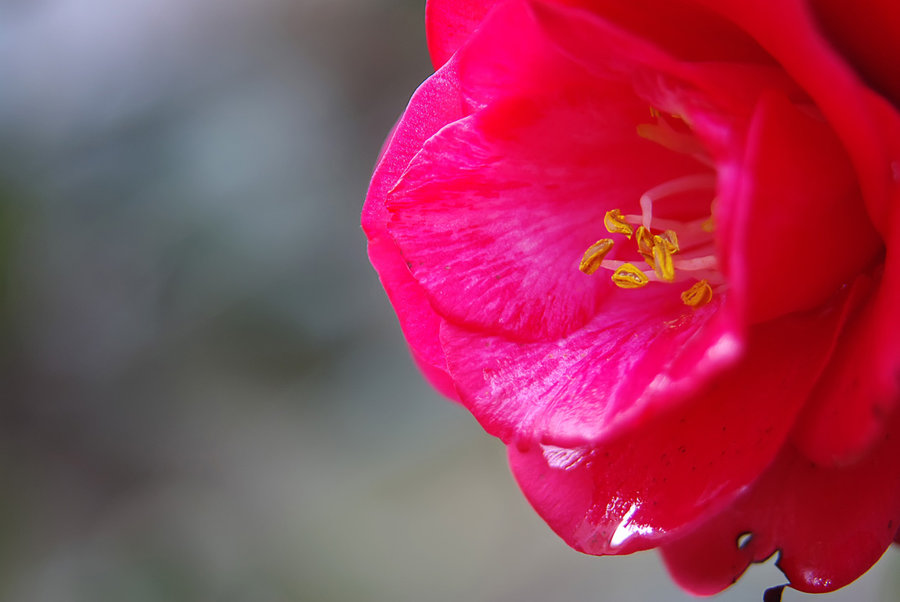 山茶花高清圖片