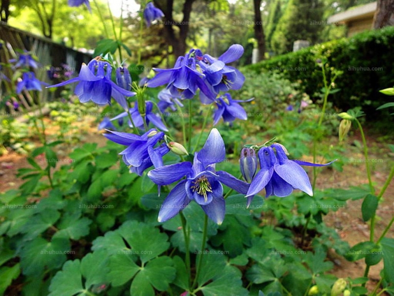 華北耬斗菜圖片