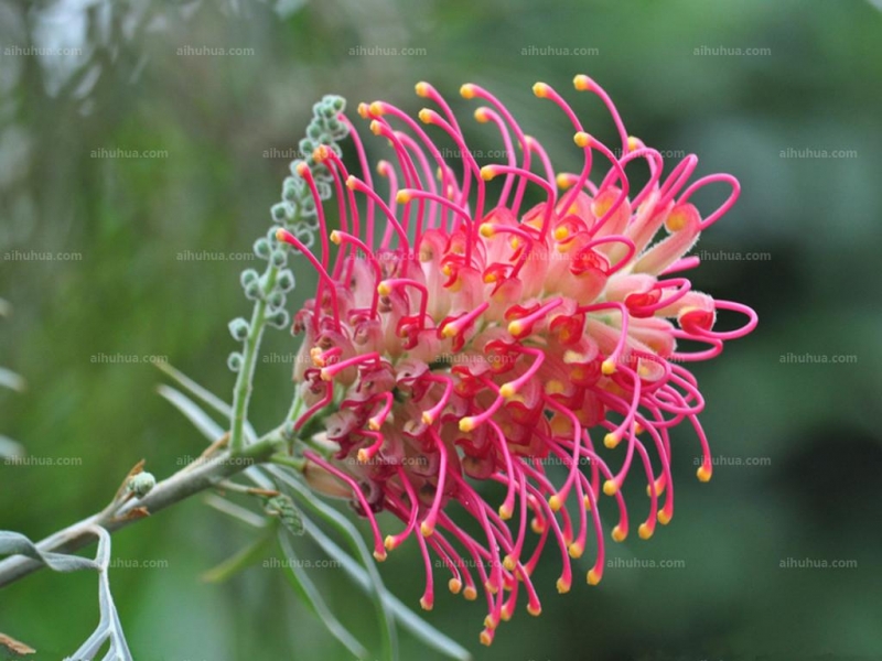 紅花銀樺圖片