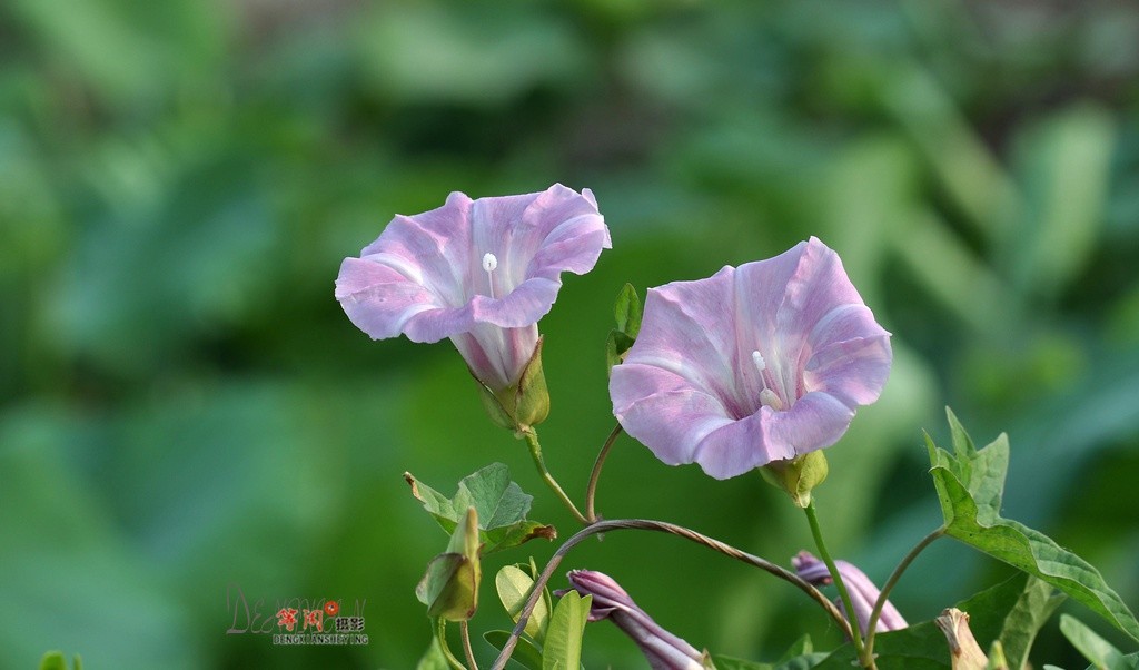 路边小小喇叭花