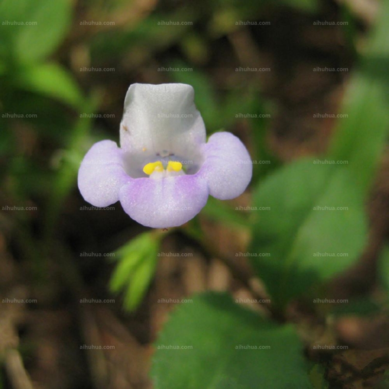 泥花草圖片