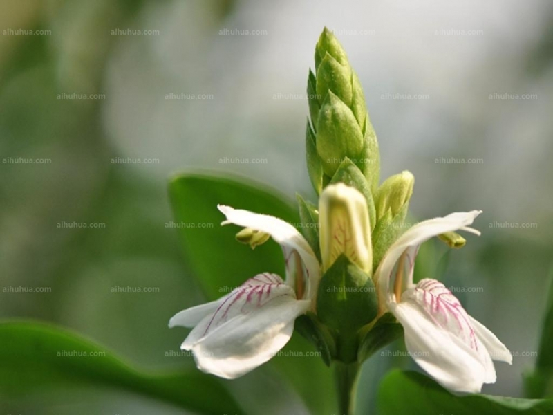 鴨嘴花圖片