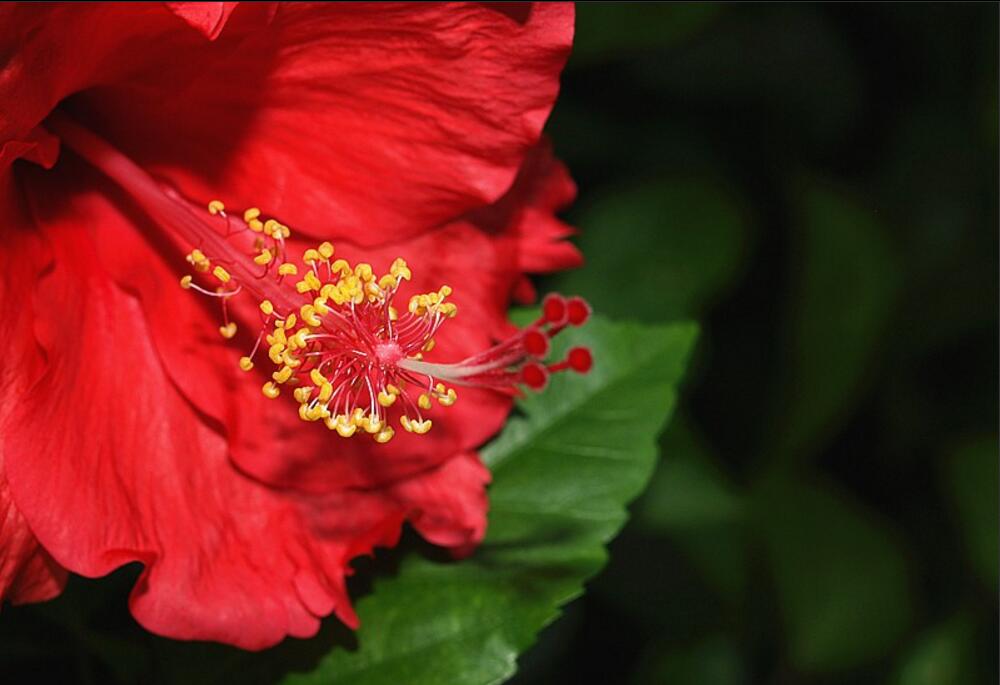 大紅扶花圖片