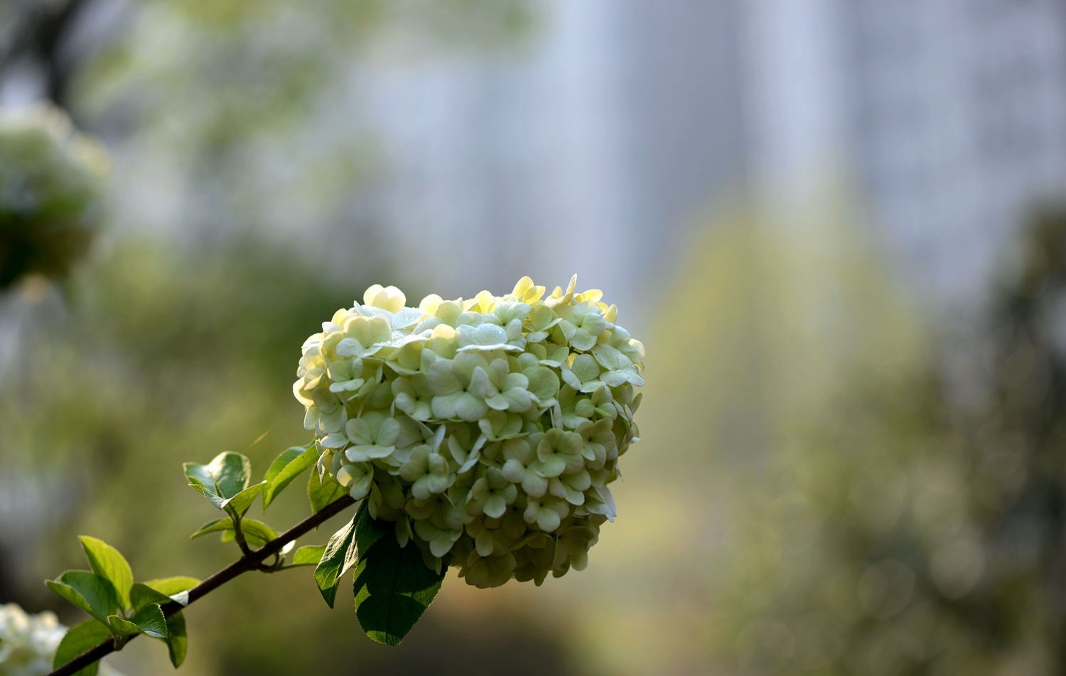 白色繡球花圖片