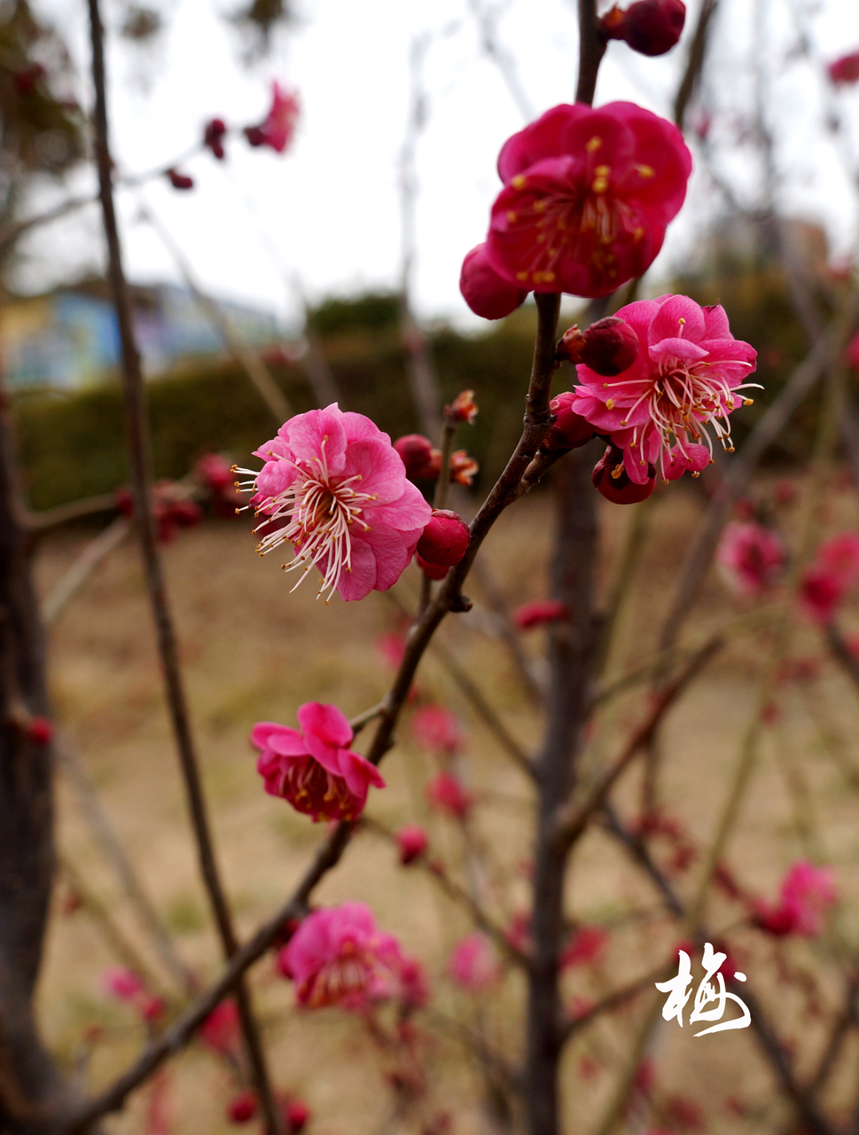 臘梅來(lái)報(bào)春