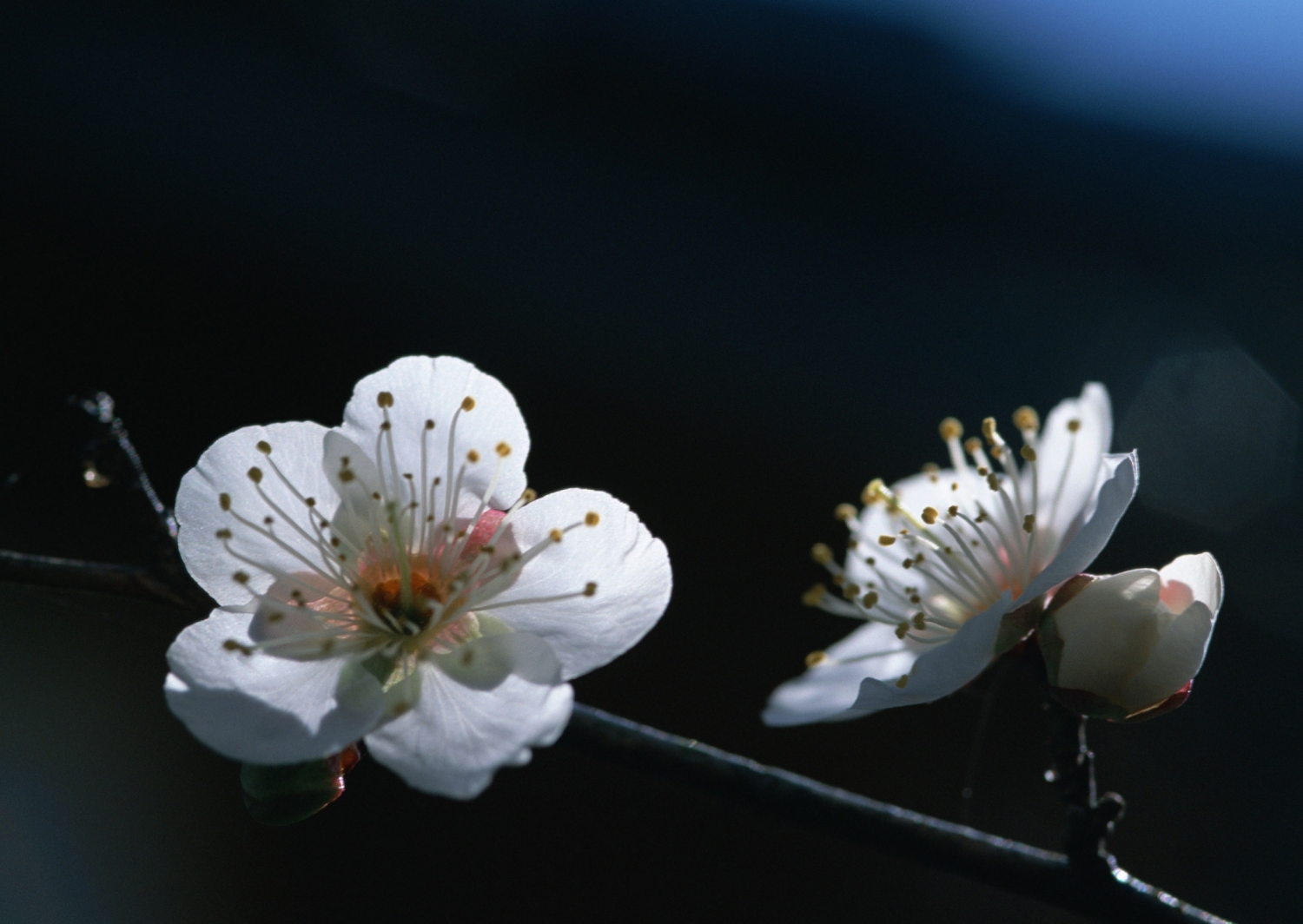 高清桃花图片