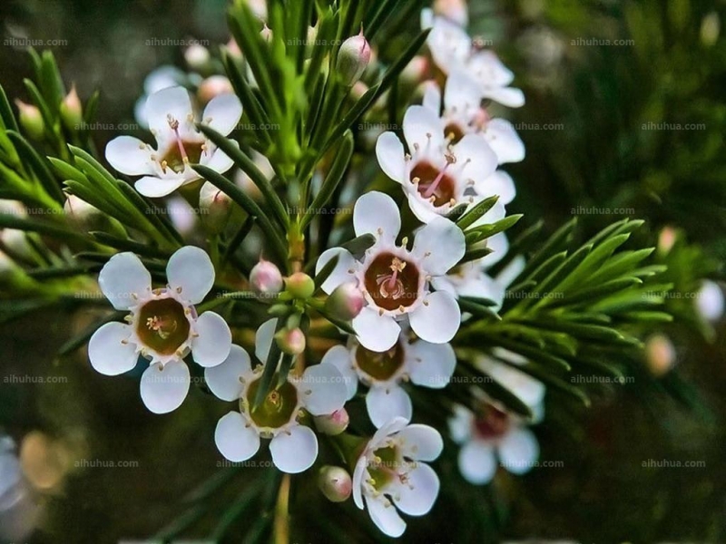 杰拉尔顿腊花图片