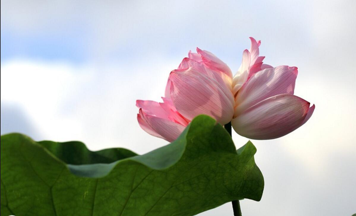 并蒂蓮花圖片