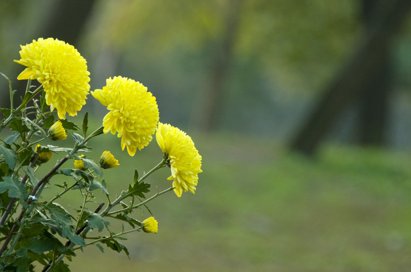 森林公园的菊花