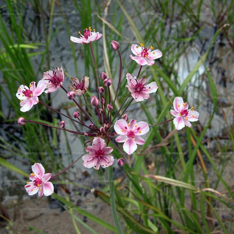 花蔺图片