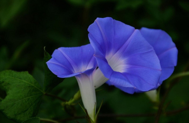 蓝色牵牛花图片