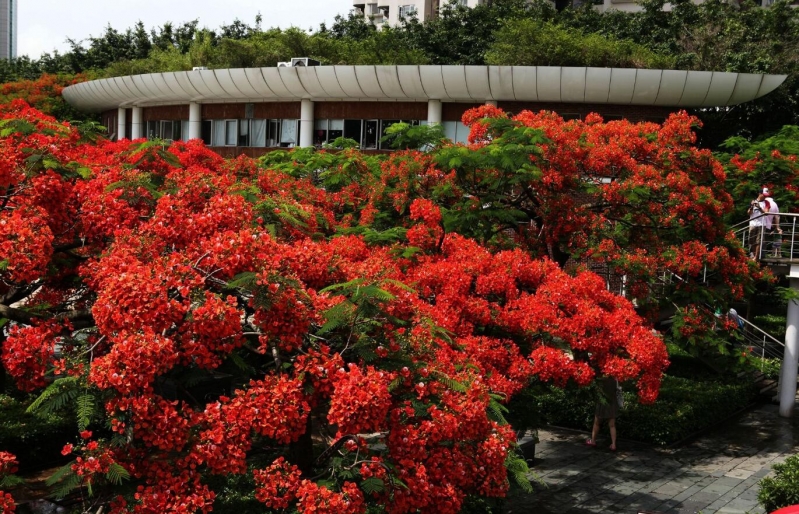 火紅的鳳凰花圖片