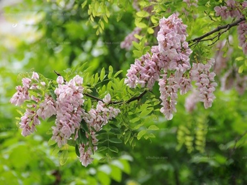 香花槐图片