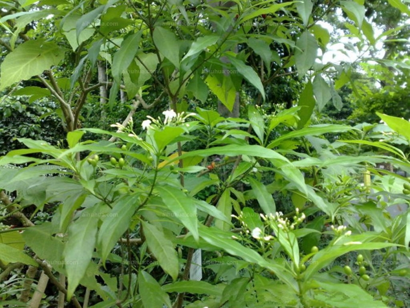 萝芙木图片