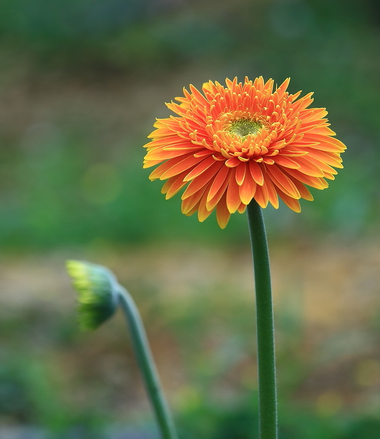 非洲菊賞析組圖