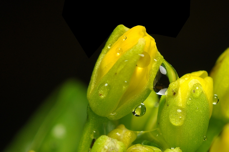 菜心花圖片