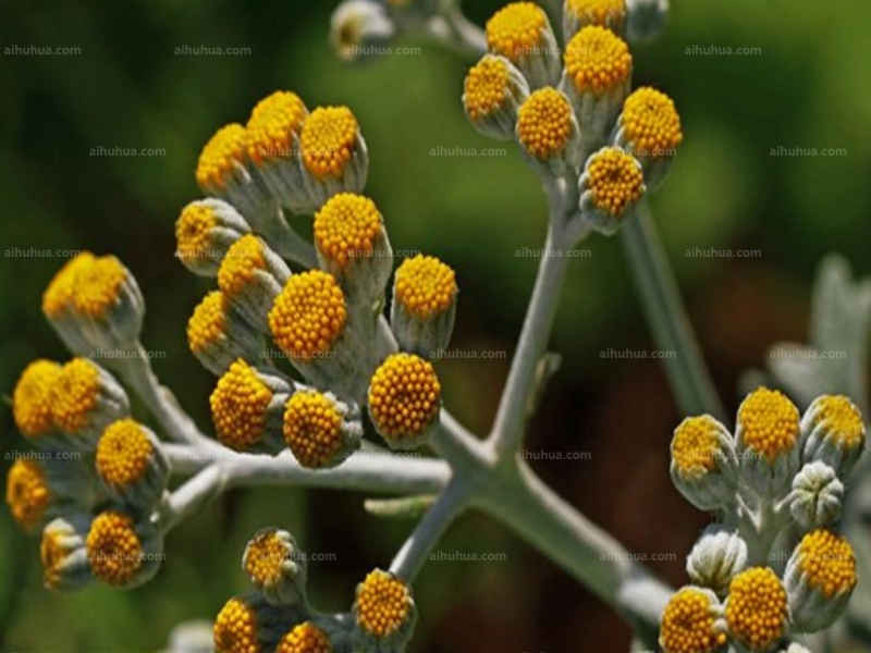 银香菊图片