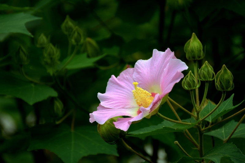 粉色木芙蓉图片