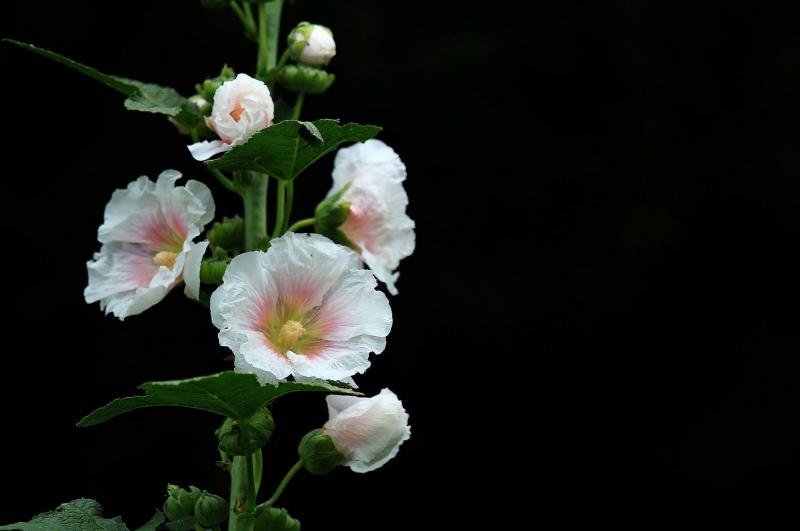 蜀葵花圖片