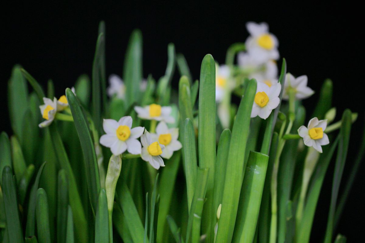 春節(jié)三寶之一的水仙花圖片