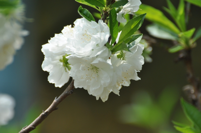 白色桃花圖片