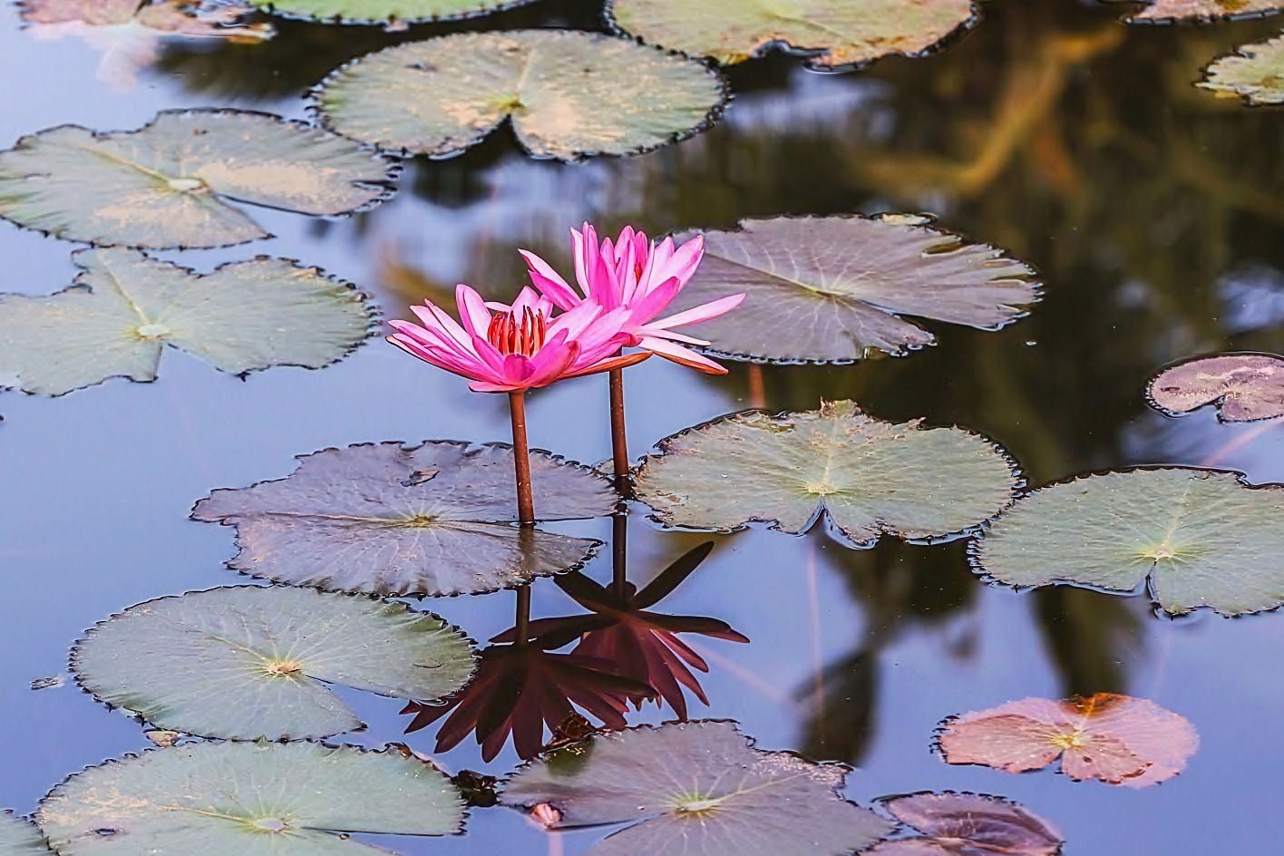 植物园的莲花图片