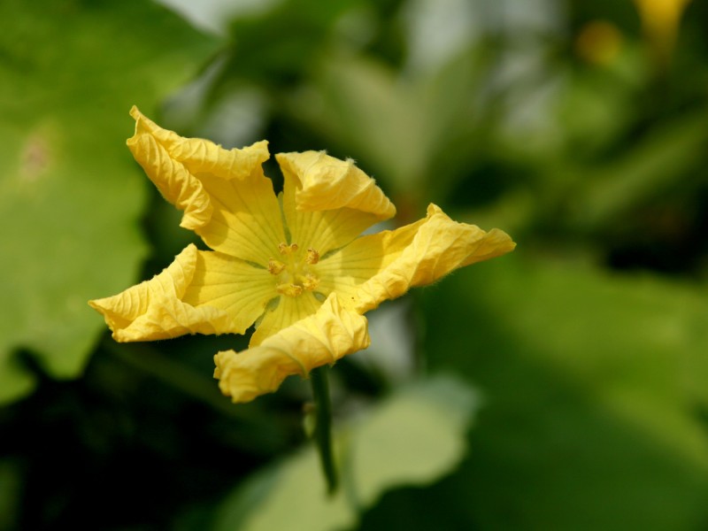 絲瓜花圖片