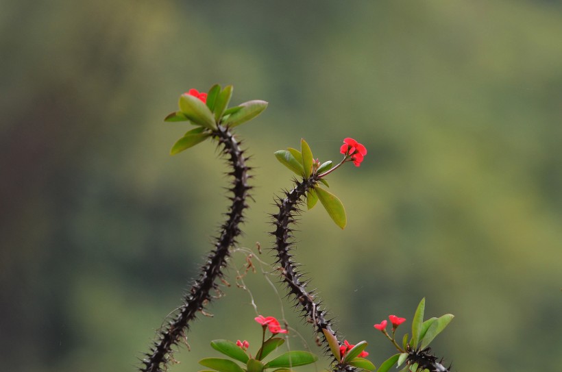 个性虎刺梅花卉图片