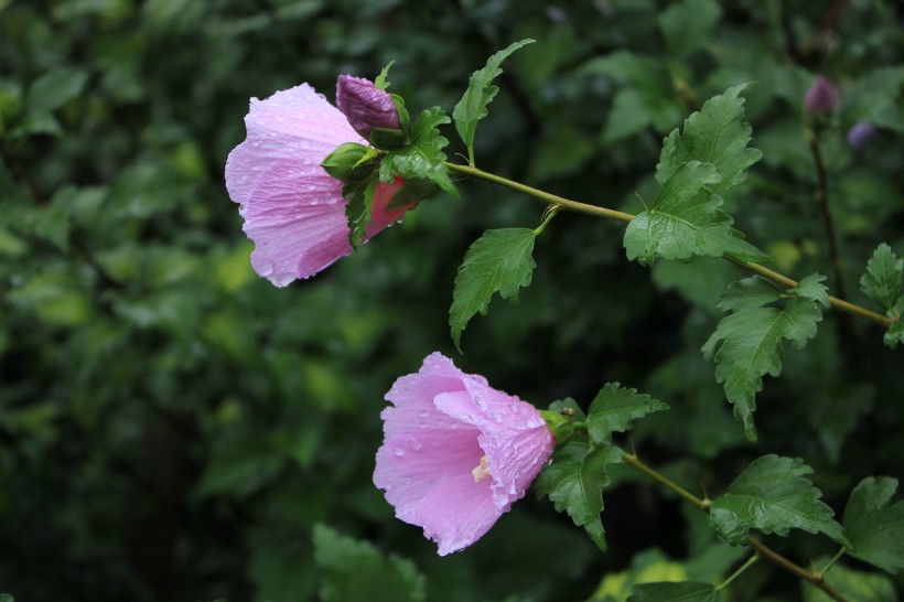 雨后紫色木芙蓉圖片