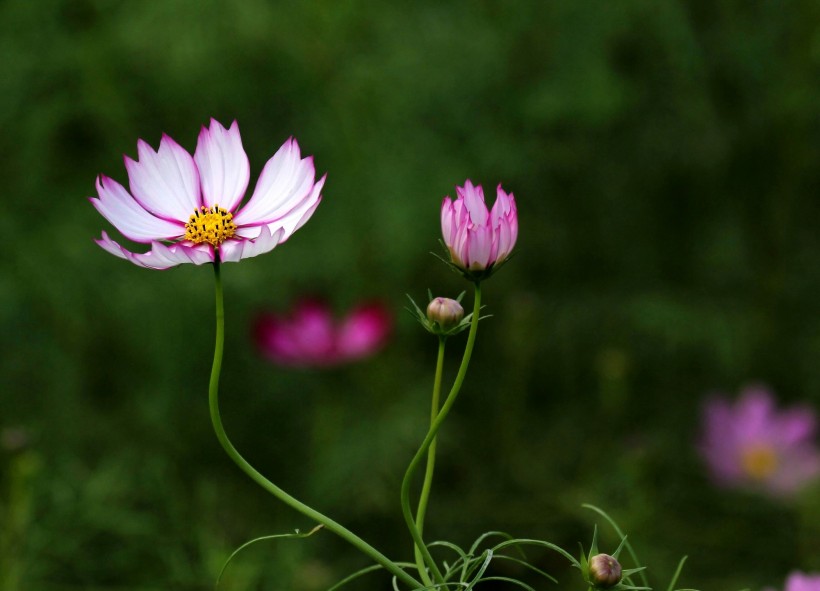 格桑花图片