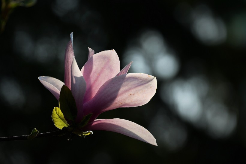 光影玉蘭花圖片