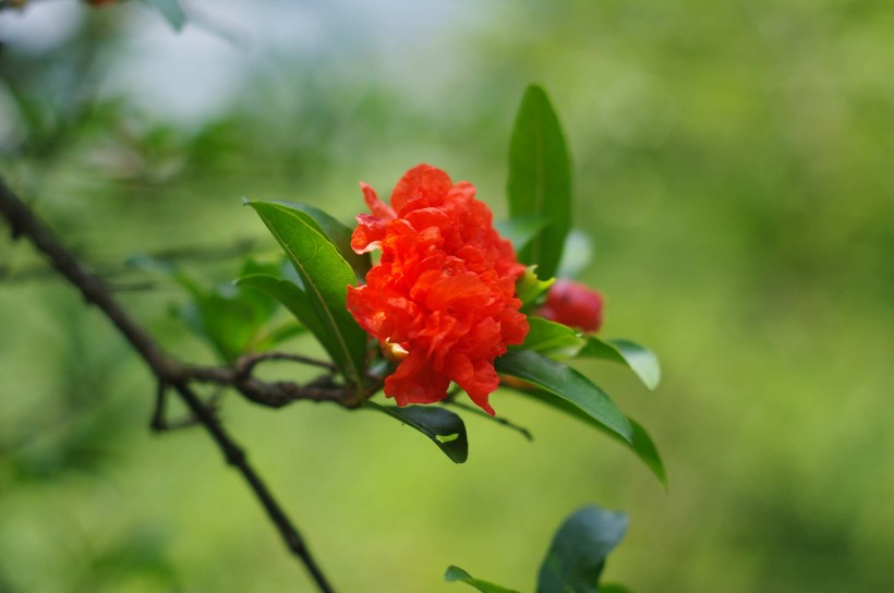 红艳艳的石榴花图片