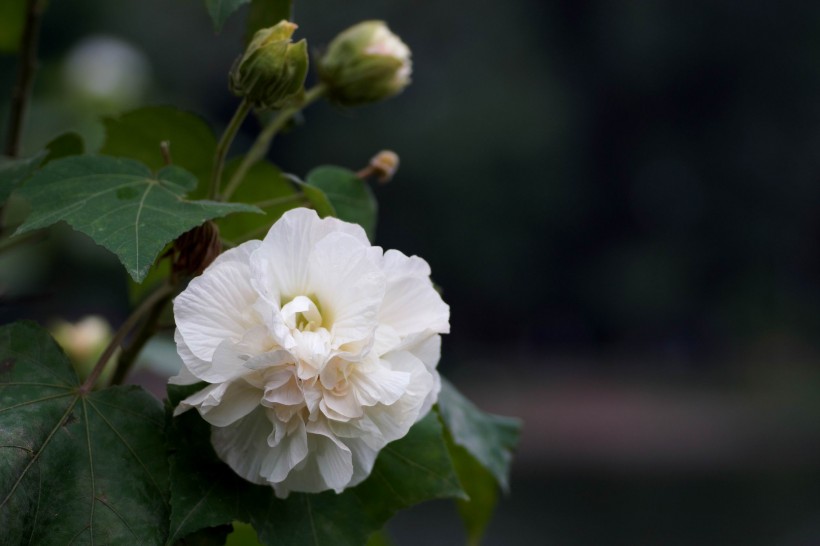 白色和粉色的芙蓉花图片