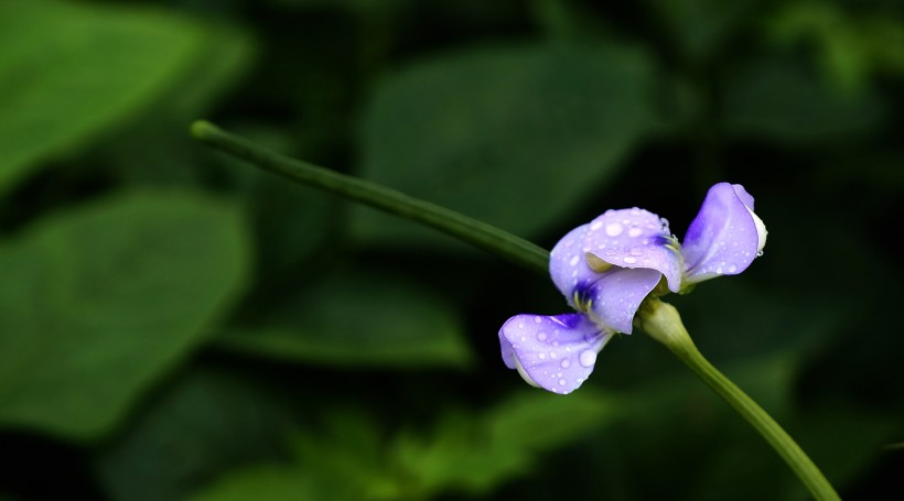 清新豆角花圖片