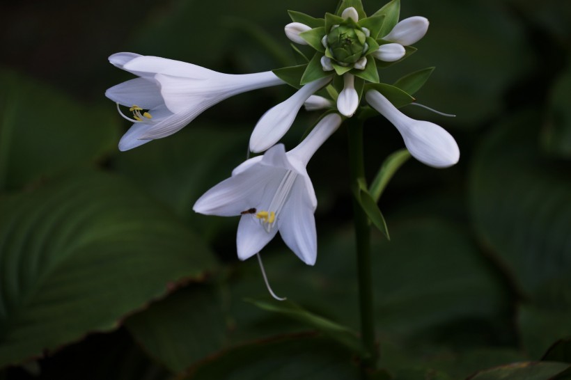 白色玉簪花圖片